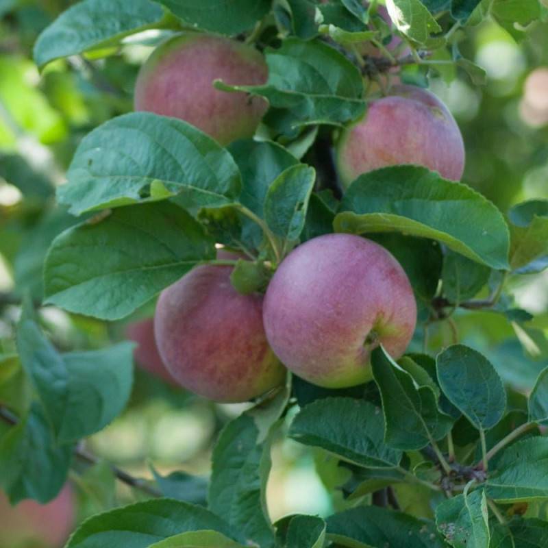 Pommier Melrose - Bon rendement - Pot de 15L - Simple U - 150/175 cm - De 3,00 m à 5,00 m - Image 6