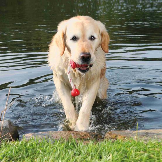 Trixie - Trixie - jouet aquatique pour chien MOT-Fun 9 x 22 cm Coloris aléatoire - Image 3