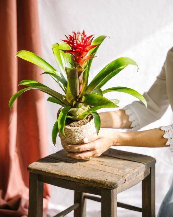 La Green Touch - Guzmania Hope 40cm - Plante d'intérieur- La Green Touch - Image 2