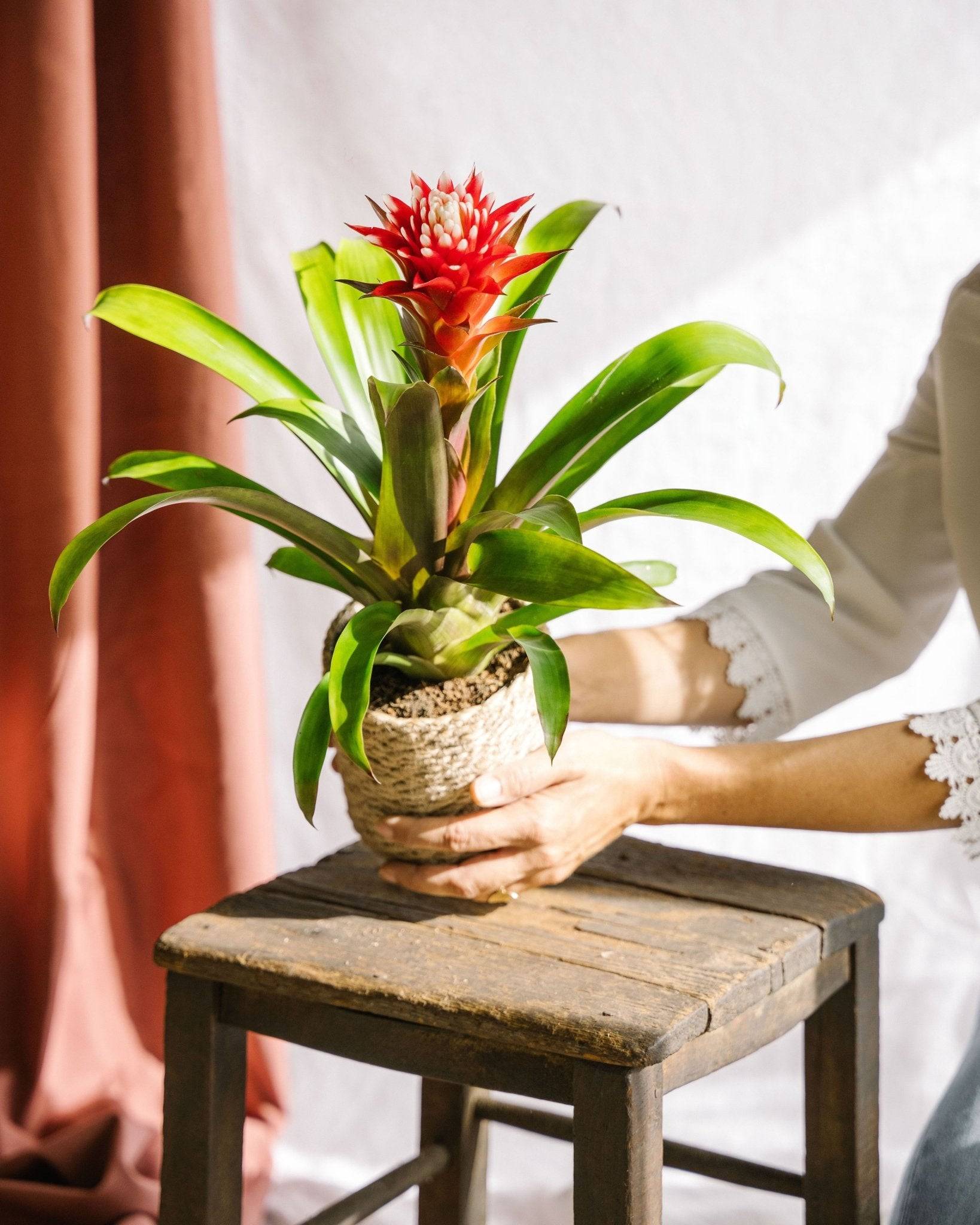 La Green Touch - Guzmania Hope 40cm - Plante d'intérieur- La Green Touch - Image 2