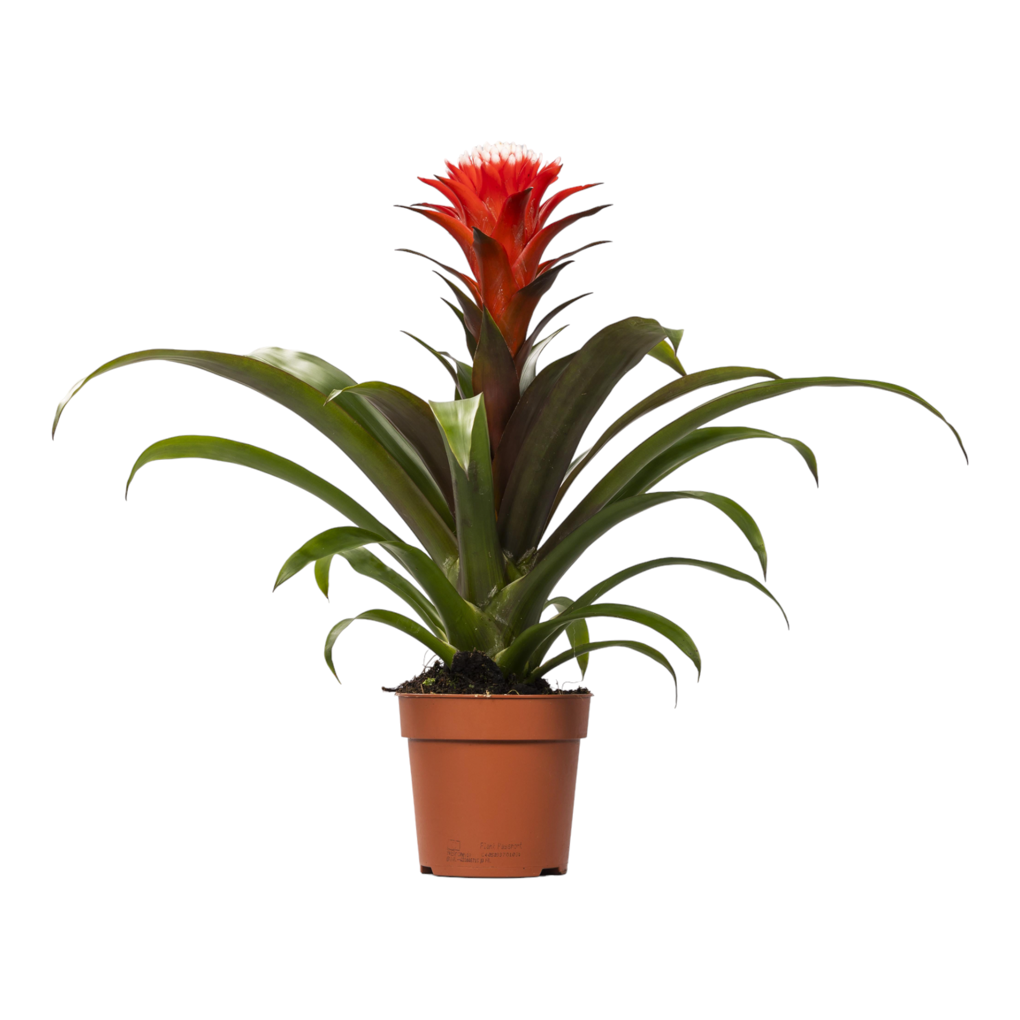 Guzmania Hope 40cm - Plante d'intérieur- La Green Touch