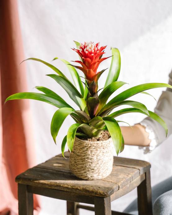 La Green Touch - Guzmania Hope 40cm - Plante d'intérieur- La Green Touch - Image 1