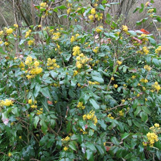 Promesse de Fleurs - Mahonia aquifolium Pot de 2L/3L - Image 1