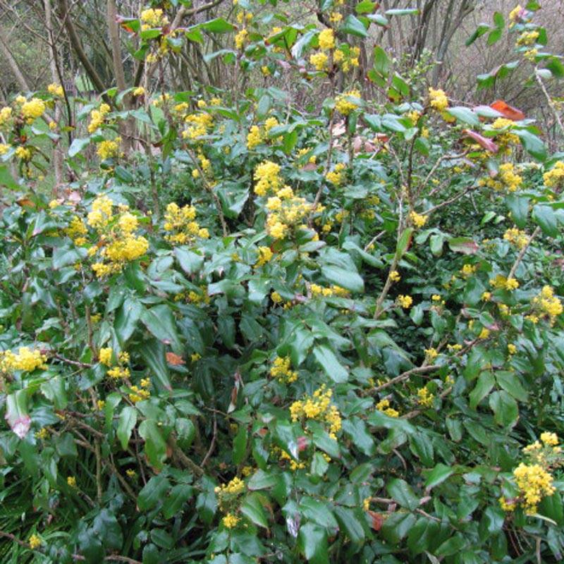Promesse de Fleurs - Mahonia aquifolium Pot de 2L/3L