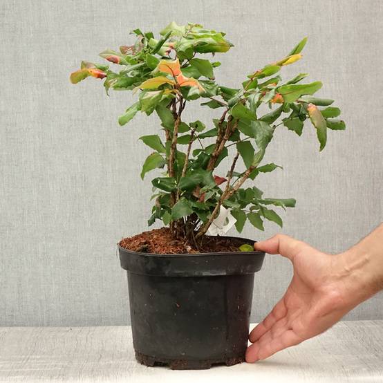 Promesse de Fleurs - Mahonia aquifolium Pot de 2L/3L - Image 2