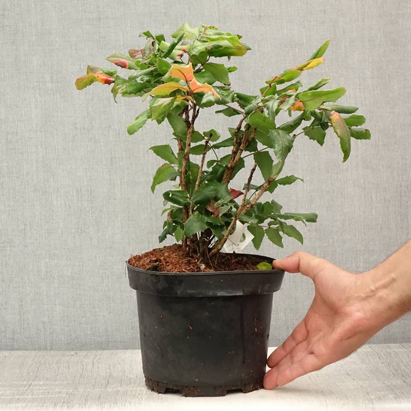 Promesse de Fleurs - Mahonia aquifolium Pot de 2L/3L - Image 2