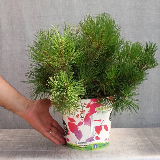 Pin des montagnes - Pinus mugo mughus Pot de 4L/5L - Image 2