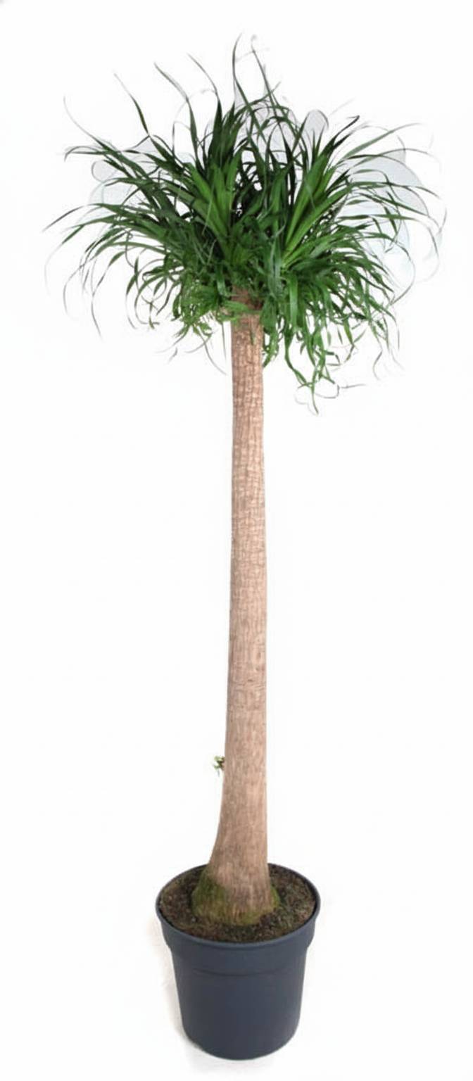 Beaucarnea Xxl - D34 H180cm - Image 1