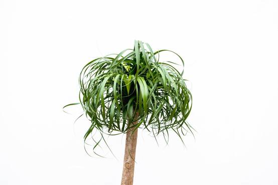 Beaucarnea Xxl - D34 H180cm - Image 2