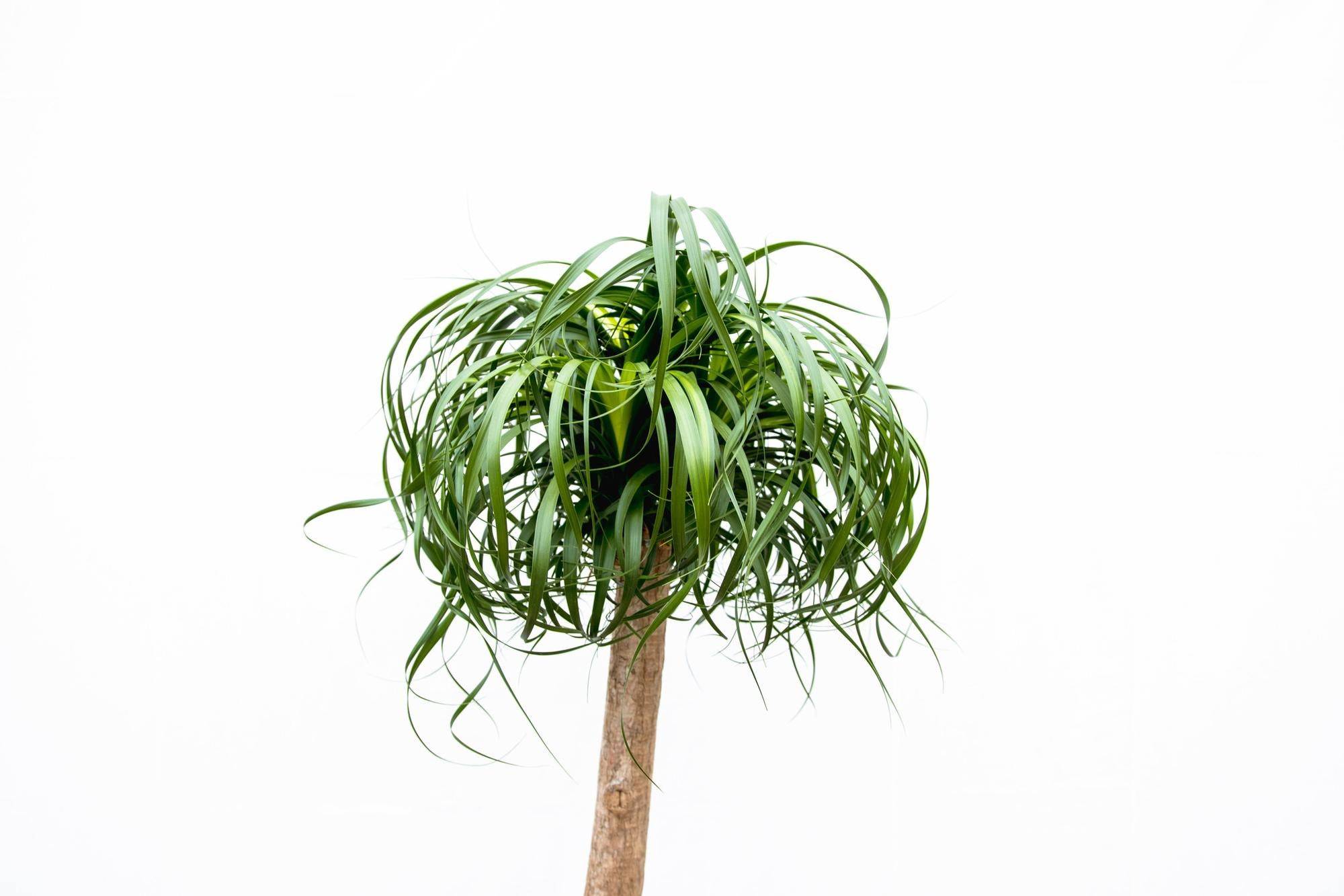 Beaucarnea Xxl - D34 H180cm - Image 2
