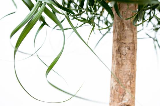 Beaucarnea Xxl - D34 H180cm - Image 4