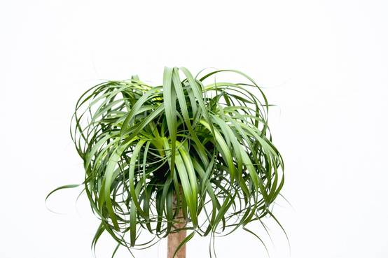 Beaucarnea Xxl - D34 H180cm - Image 3