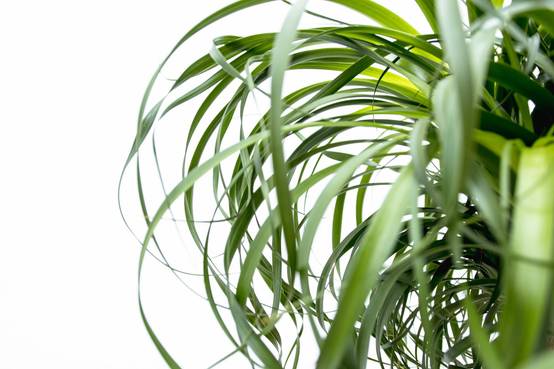 Beaucarnea Xxl - D34 H180cm - Image 5