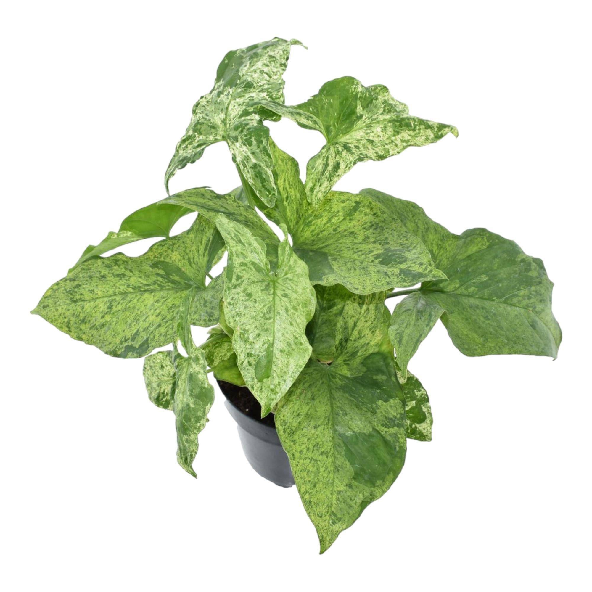 Syngonium Mottled- La Green Touch - Image 2