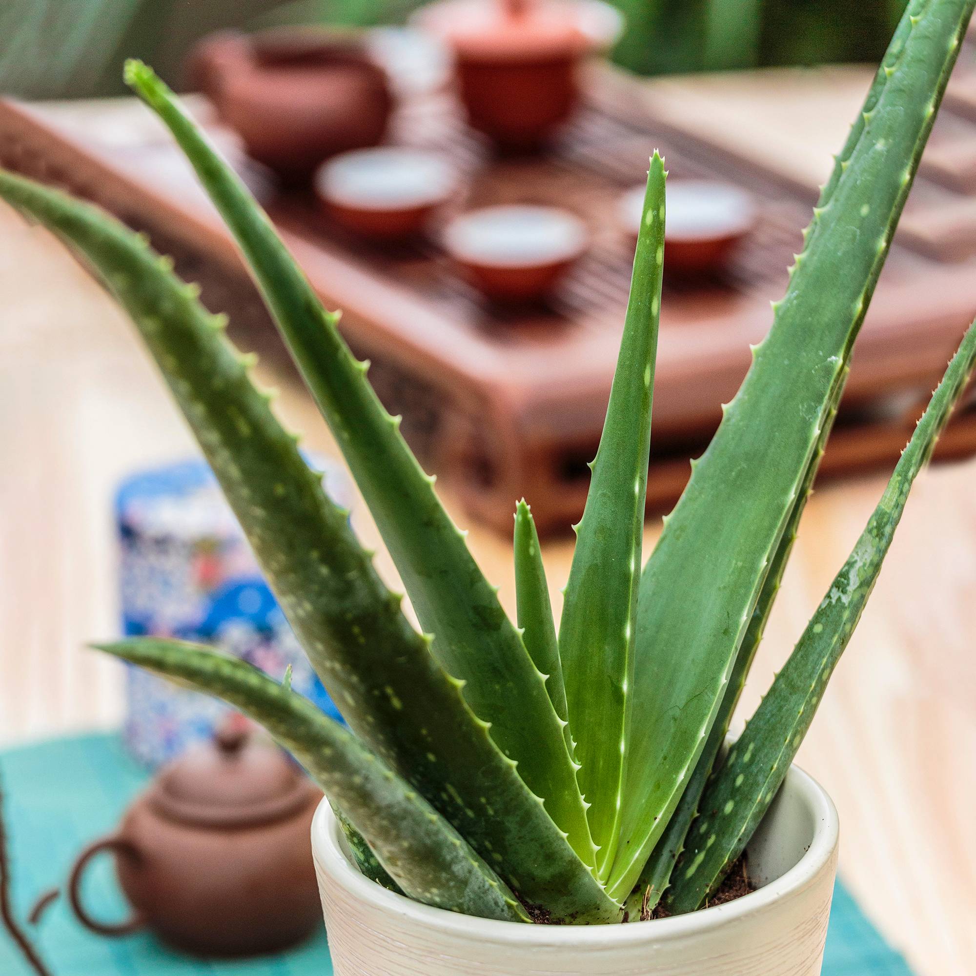 Gardenersdream - Aloe Vera Barbadensis Pour L’Intérieur | Idéale Pour La Maison Ou Le Bureau | 25-35 Cm (Pot Inclus) - GardenersDream - Image 1