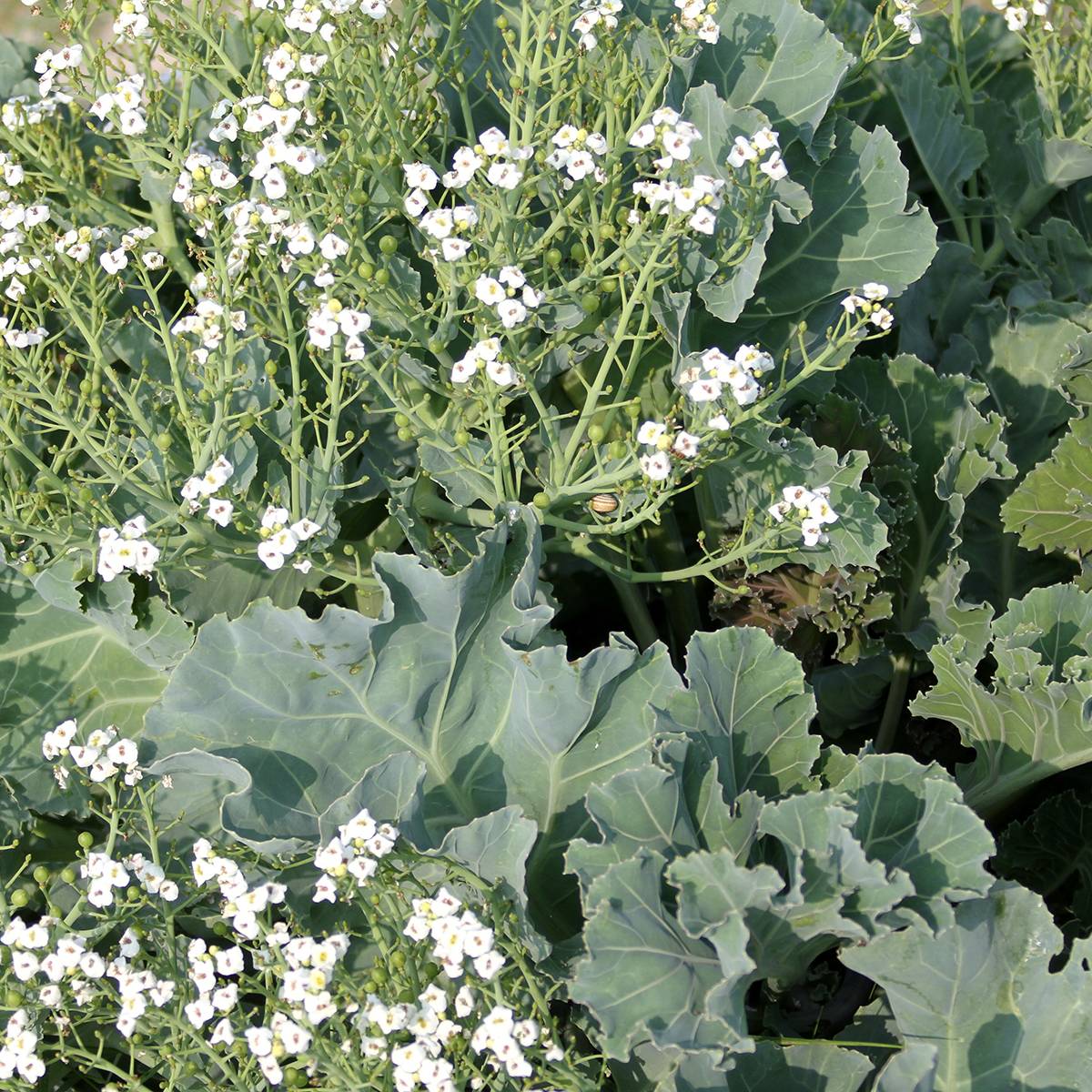 Promesse de Fleurs - Graines de Chou marin - Crambe maritima le sachet de 20 graines environ (1,2g)