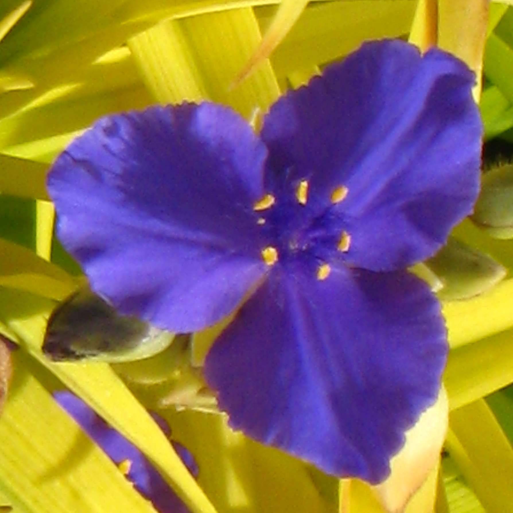 Promesse de Fleurs - Éphémère de Virginie - Tradescantia andersoniana Sweet Kate Pot de 2L/3L