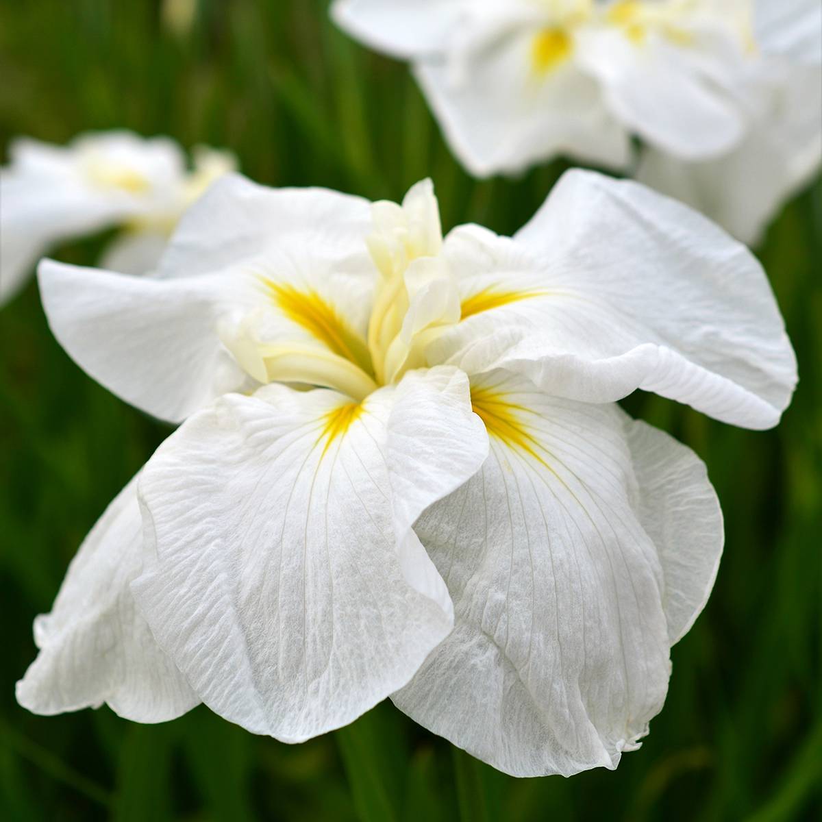Promesse de Fleurs - Iris du Japon - Iris ensata White Ladies Godet de 8/9 cm