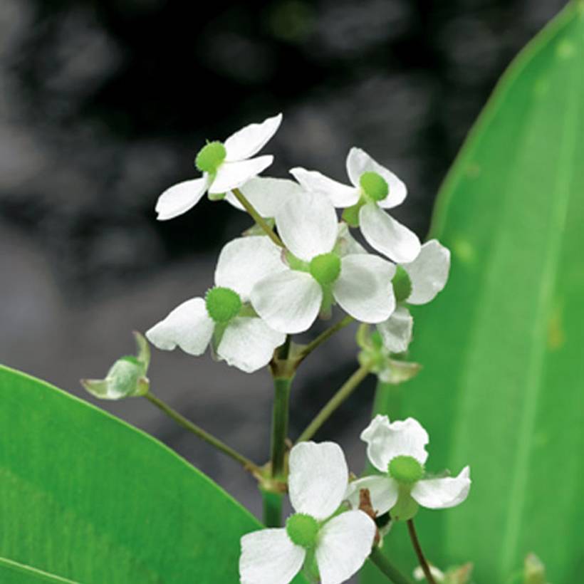 Promesse de Fleurs - Sagittaria graminea - Sagittaire à feuilles de graminée Godet de 8/9 cm