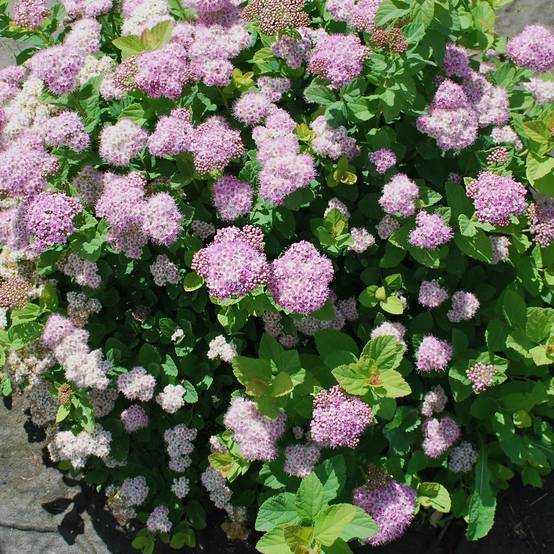 Spirée à feuille de bouleau Pink Sparkler - Spiraea betulifolia Pot de 2L/3L - Image 1