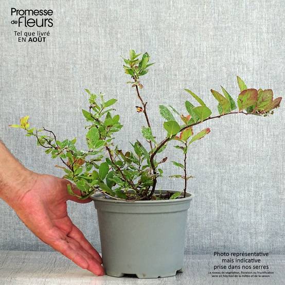 Spirée à feuille de bouleau Pink Sparkler - Spiraea betulifolia Pot de 2L/3L - Image 2