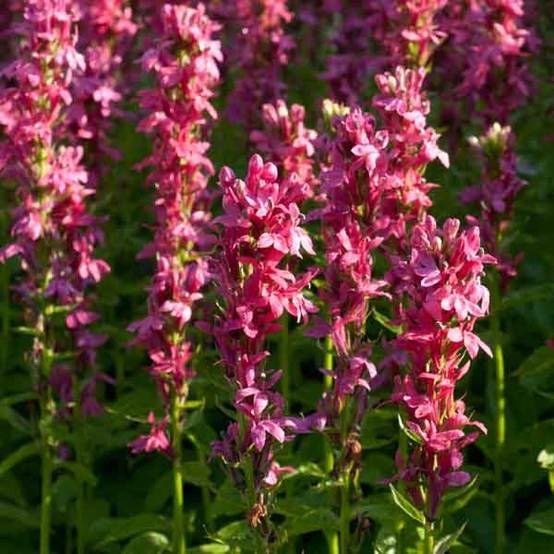 Promesse de Fleurs - Lobelia Hybride Monet Moment Godet de 8/9 cm