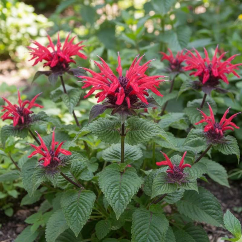 Monarde Panorama à fleurs Rouge/ - feuillage Caduc - Godet - 5/20 cm