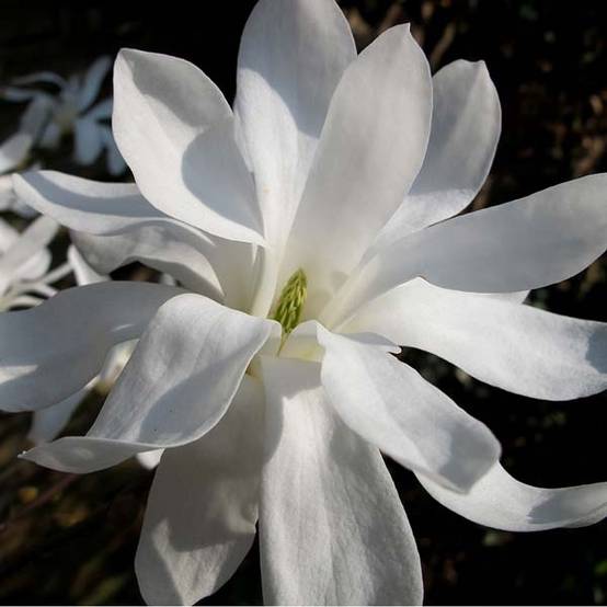 Magnolia stellata - Magnolia étoilé Pot de 7,5L/10L - Image 1