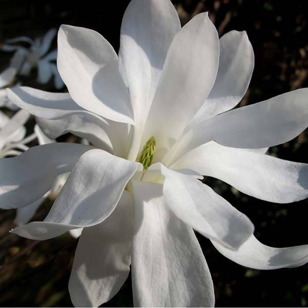 Magnolia stellata - Magnolia étoilé Pot de 7,5L/10L - Image 1