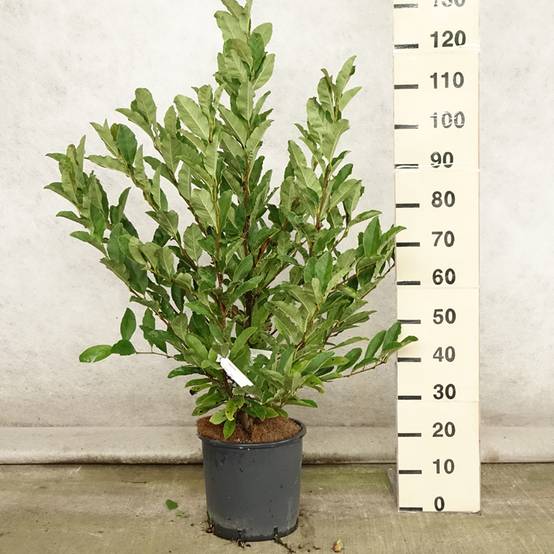 Magnolia stellata - Magnolia étoilé Pot de 7,5L/10L - Image 2