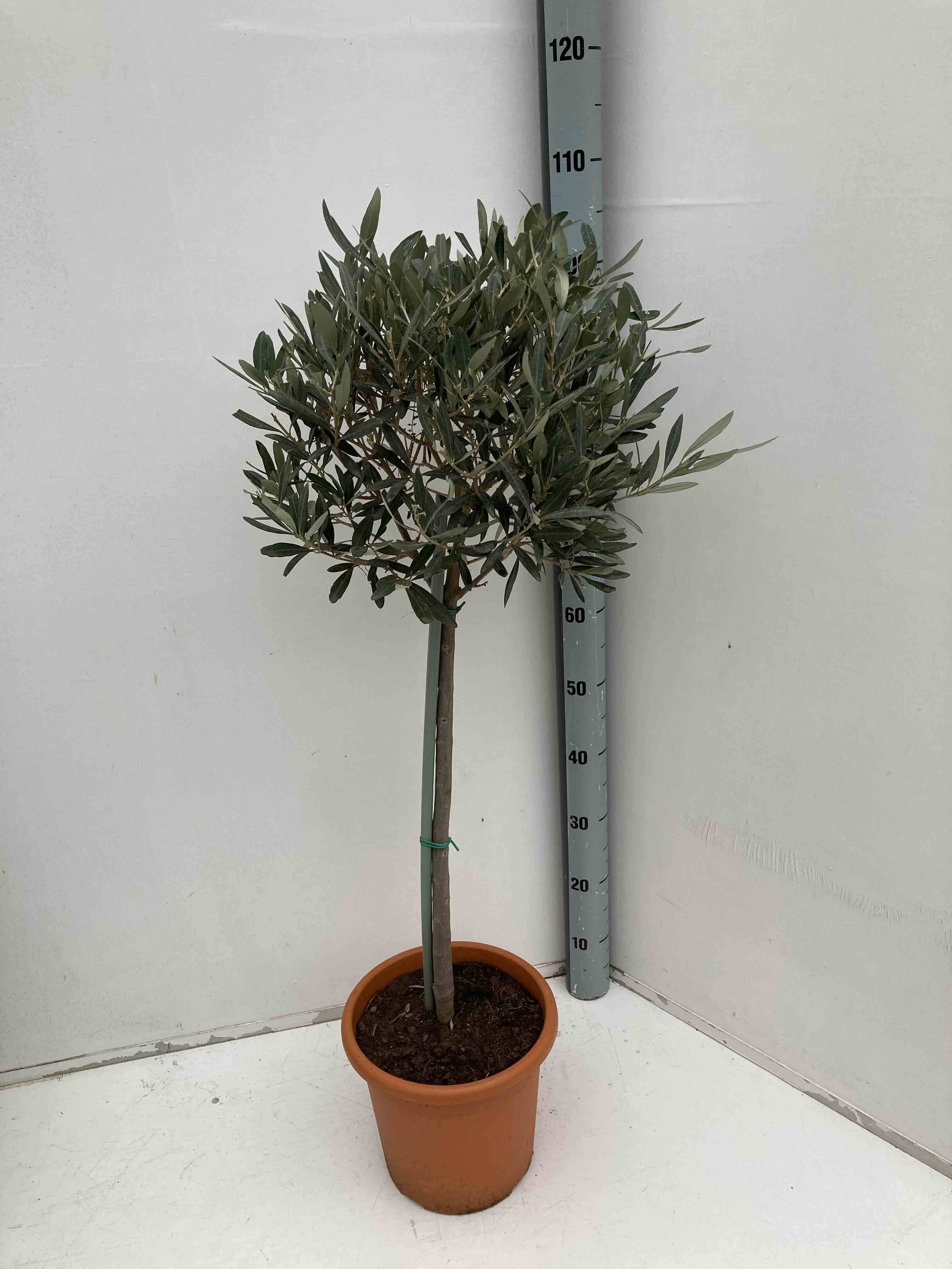 0 - Olea europaea (Oliviers) Multi-plateaux Multi-plateaux - Marmite 375L - 200/250cm - Image 2
