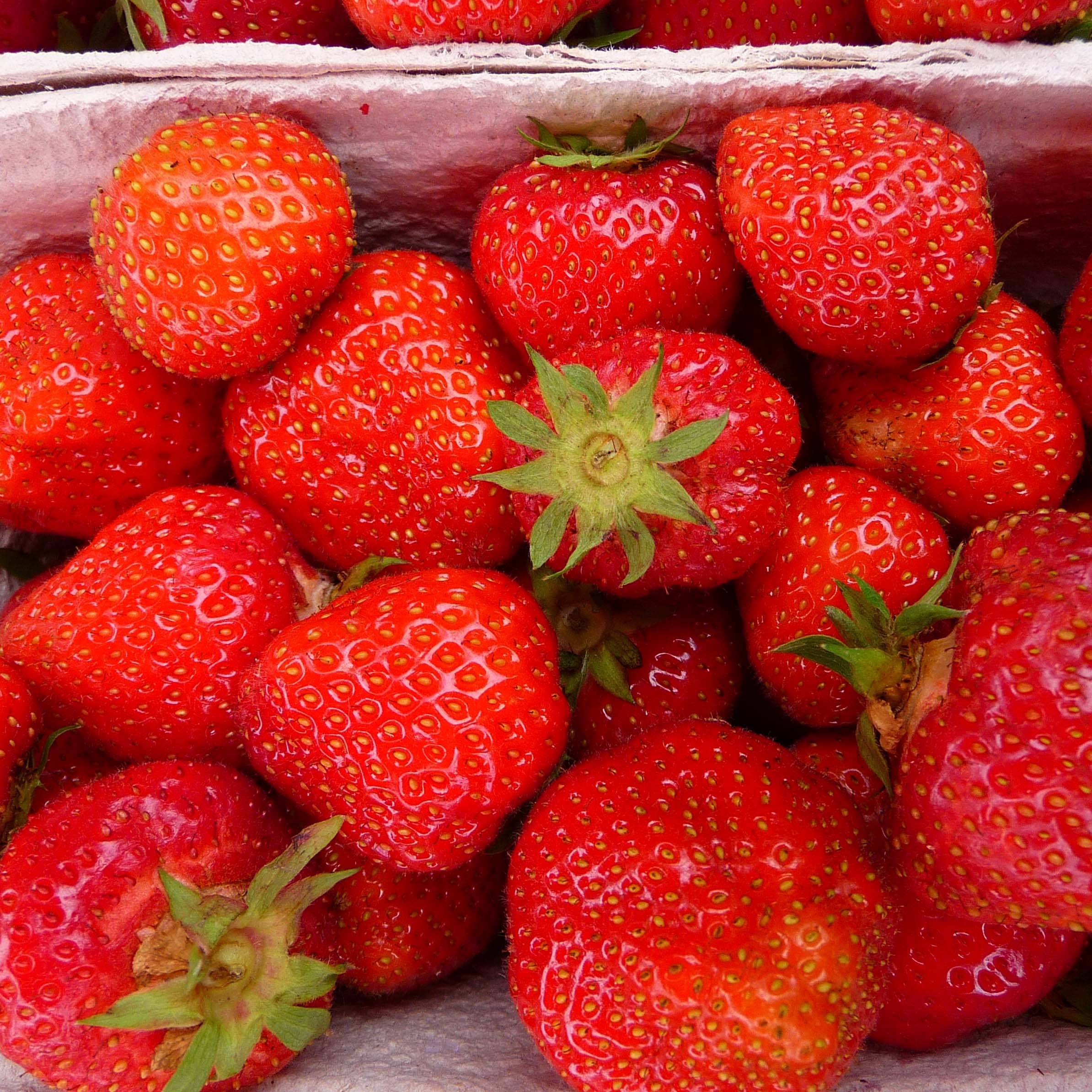 Promesse de Fleurs - Fraisier Senga Sengana  (Non remontant)  Petites Racines nues (par 10)