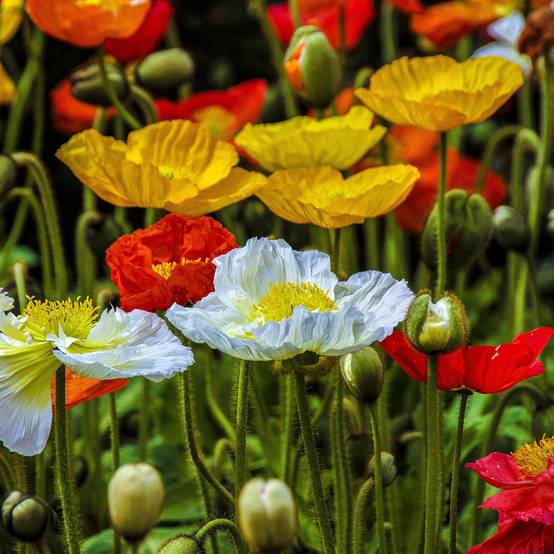 Promesse de Fleurs - Graines de Pavot d'Islande Wind Song Mix - Papaver nudicaule le sachet de 2050 graines environ (0,3g)