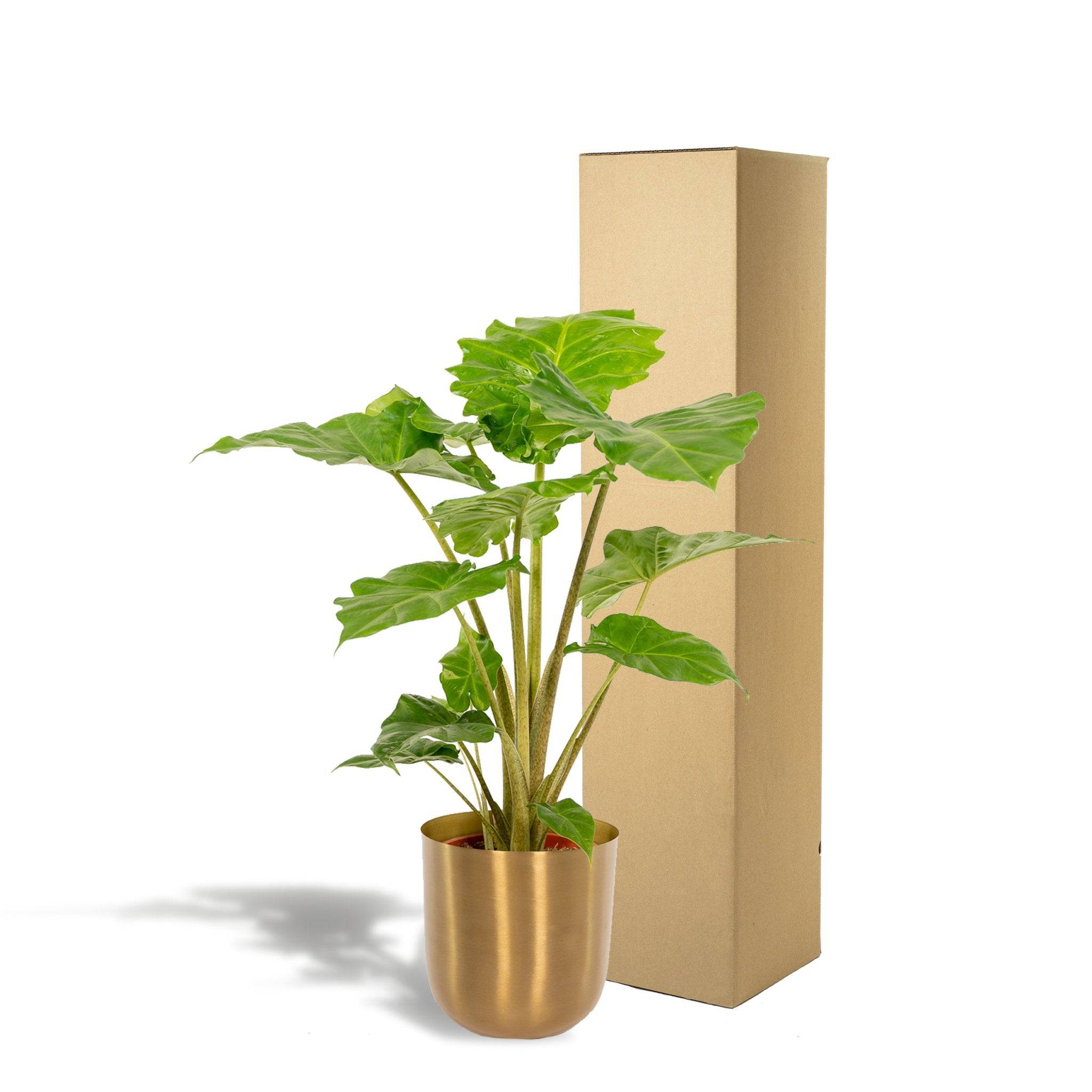 La Green Touch - Alocasia Portodora et son cache-pot bronze 80cm - Plante d'intérieur- La Green Touch - Image 6