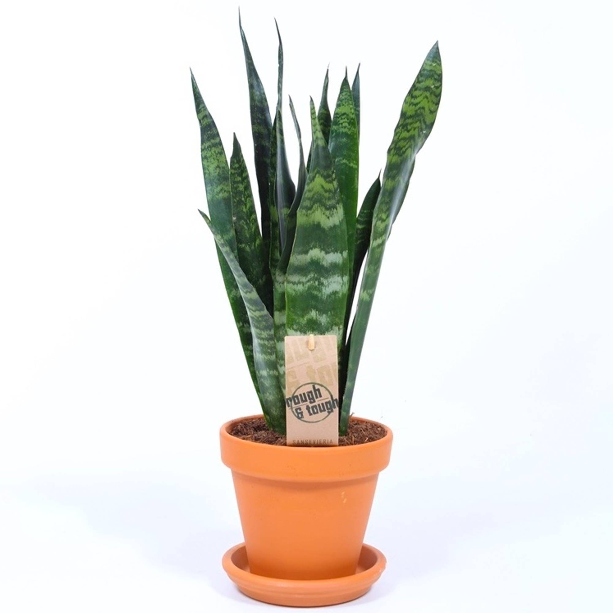 Gardenersdream - Sansevieria Black Coral | Langue De Belle-Mère De 30 À 40 Cm En Pot | Plante D’Intérieur À Vendre - GardenersDream - Image 2