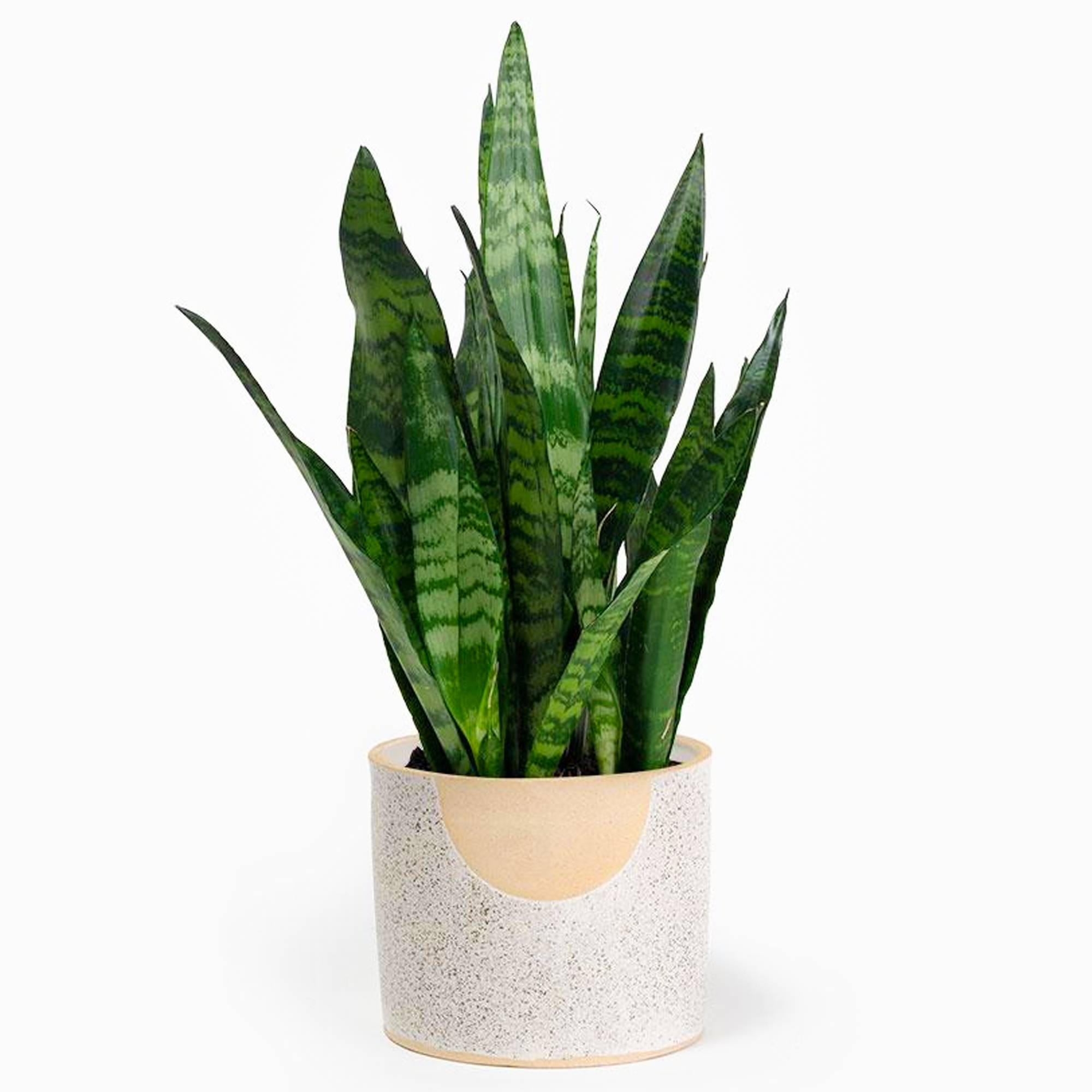 Gardenersdream - Sansevieria Black Coral | Langue De Belle-Mère De 30 À 40 Cm En Pot | Plante D’Intérieur À Vendre - GardenersDream - Image 1
