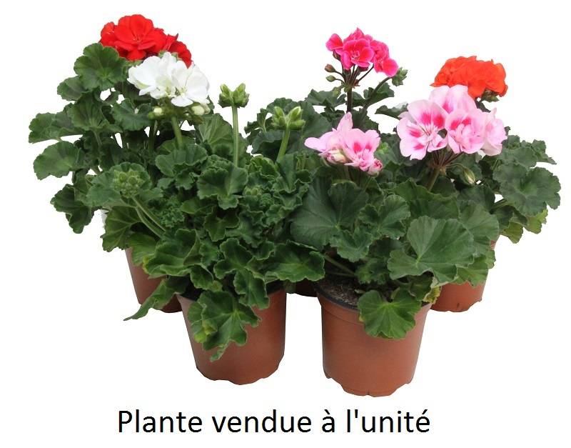 Géranium zonal Pot 10,5 cm