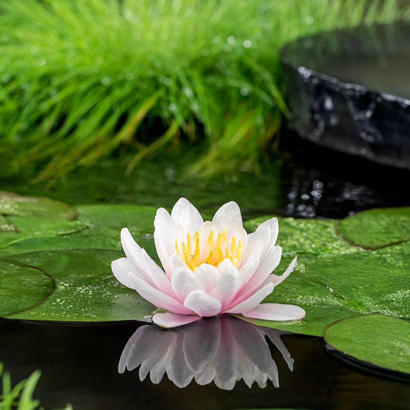 Nymphaea Venusta - Nénuphar rustique Pot de 1L/1,5L
