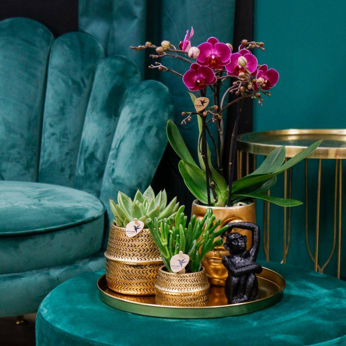 Gift set Hotel Chic | Orchidée Phalaenopsis Pourpre et Succulentes- La Green Touch - Image 2
