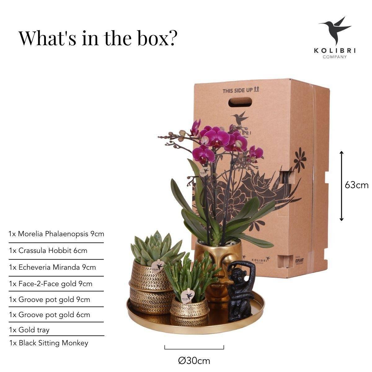 Gift set Hotel Chic | Orchidée Phalaenopsis Pourpre et Succulentes- La Green Touch - Image 7