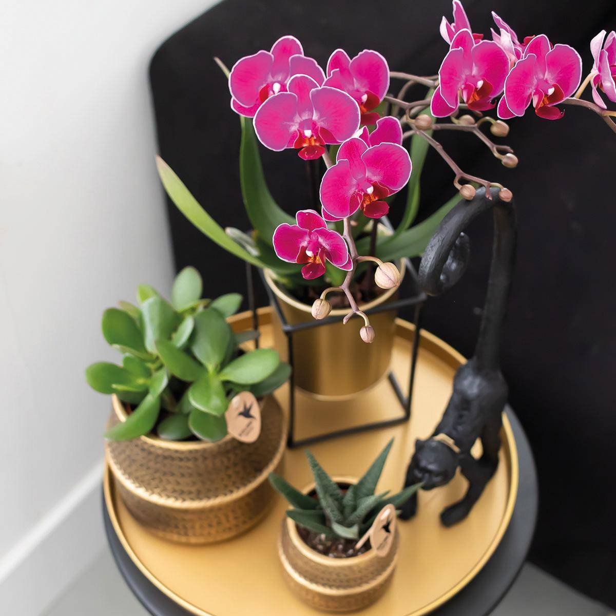 Gift set Hotel Chic | Orchidée Phalaenopsis Pourpre et Succulentes- La Green Touch - Image 5