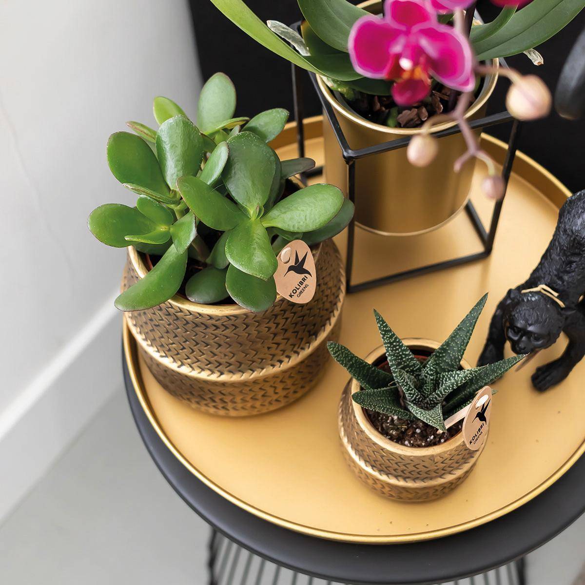 Gift set Hotel Chic | Orchidée Phalaenopsis Pourpre et Succulentes- La Green Touch - Image 4