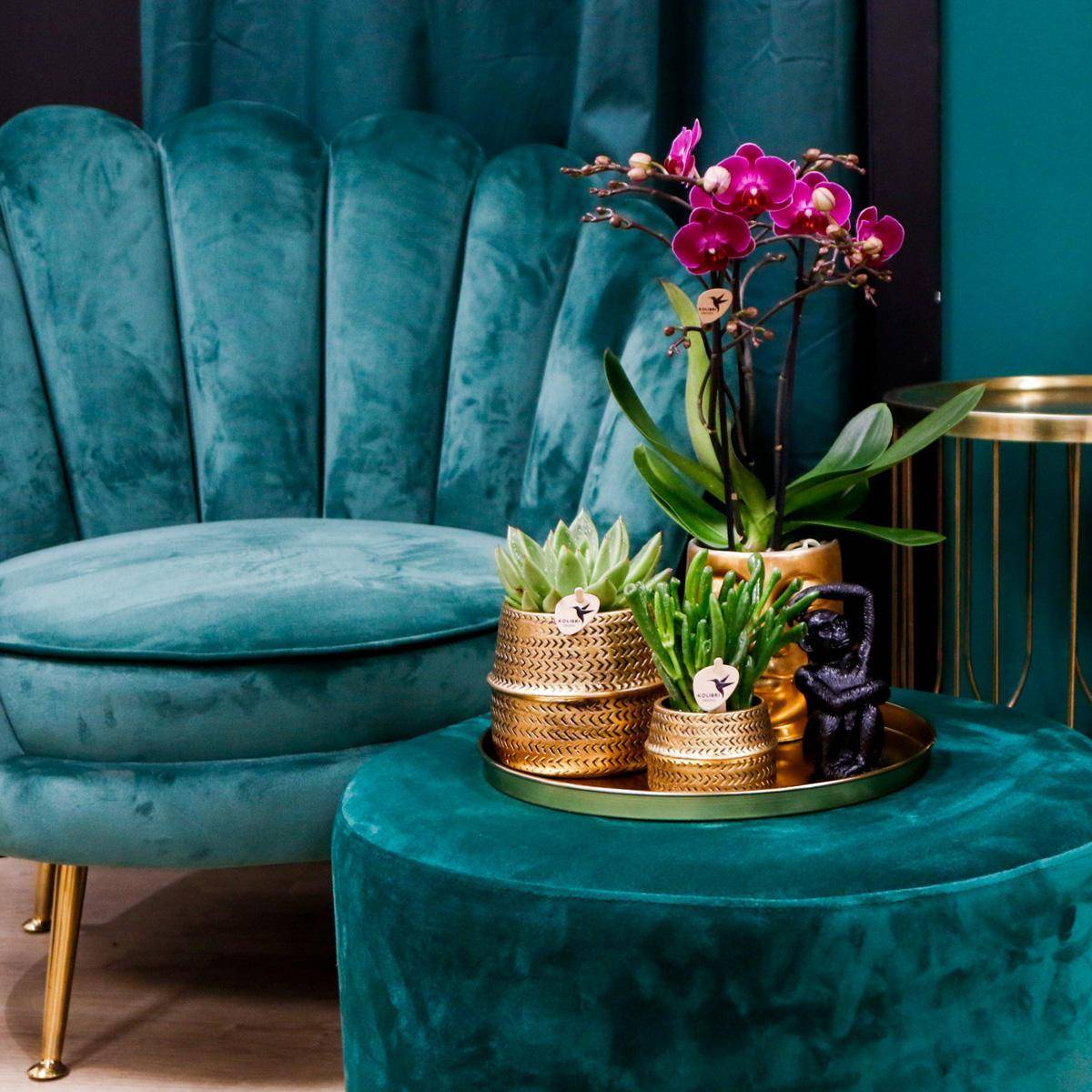 Gift set Hotel Chic | Orchidée Phalaenopsis Pourpre et Succulentes- La Green Touch - Image 3