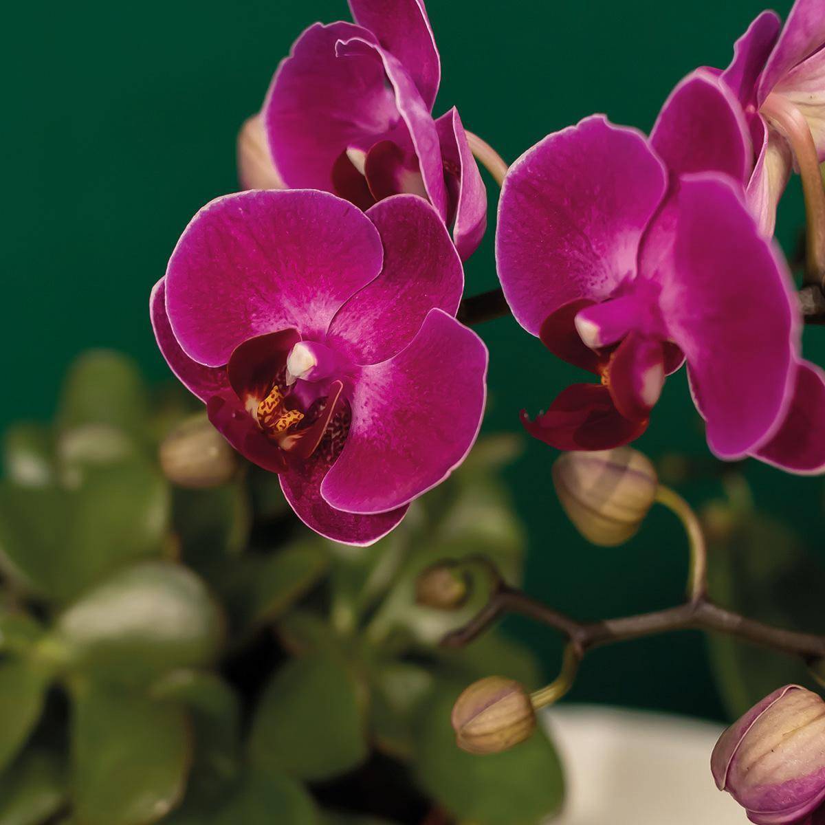 Gift set Hotel Chic | Orchidée Phalaenopsis Pourpre et Succulentes- La Green Touch - Image 6