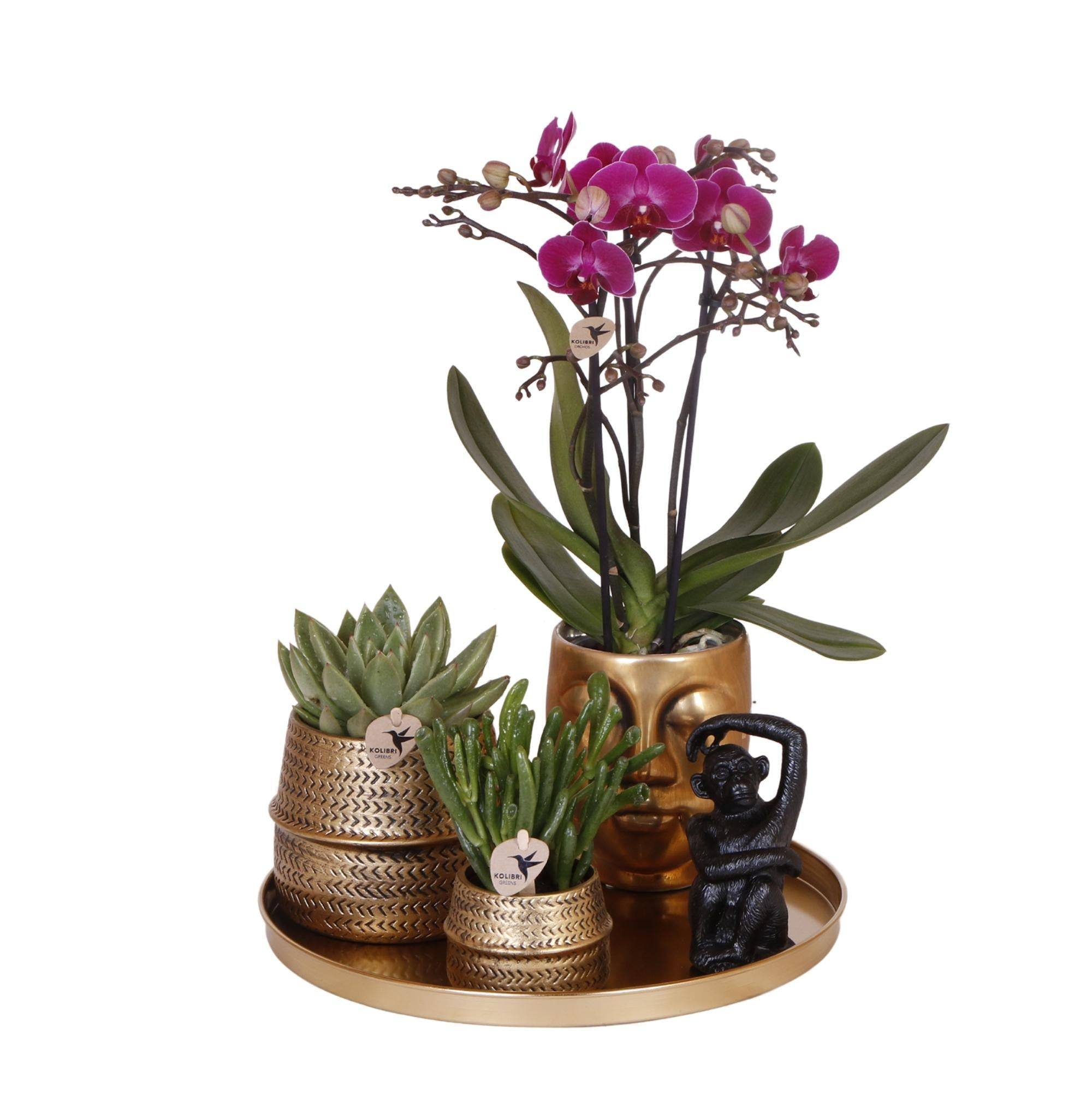 Gift set Hotel Chic | Orchidée Phalaenopsis Pourpre et Succulentes- La Green Touch