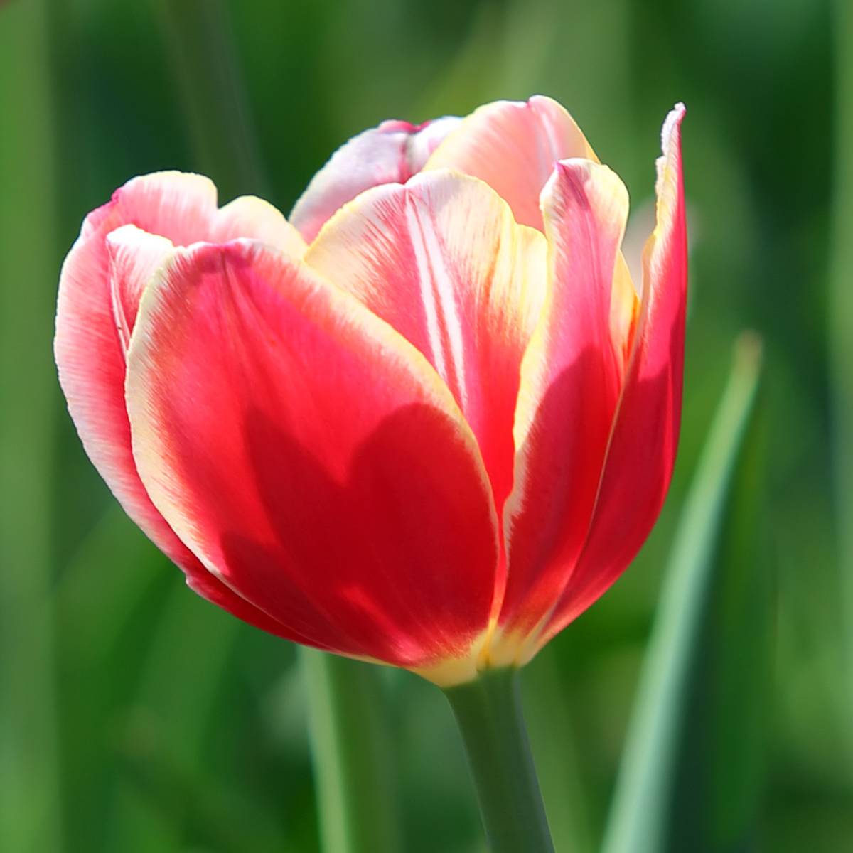 Promesse de Fleurs - Tulipe Triomphe Leen van der Mark Bulbe calibre 11+ (par 10)