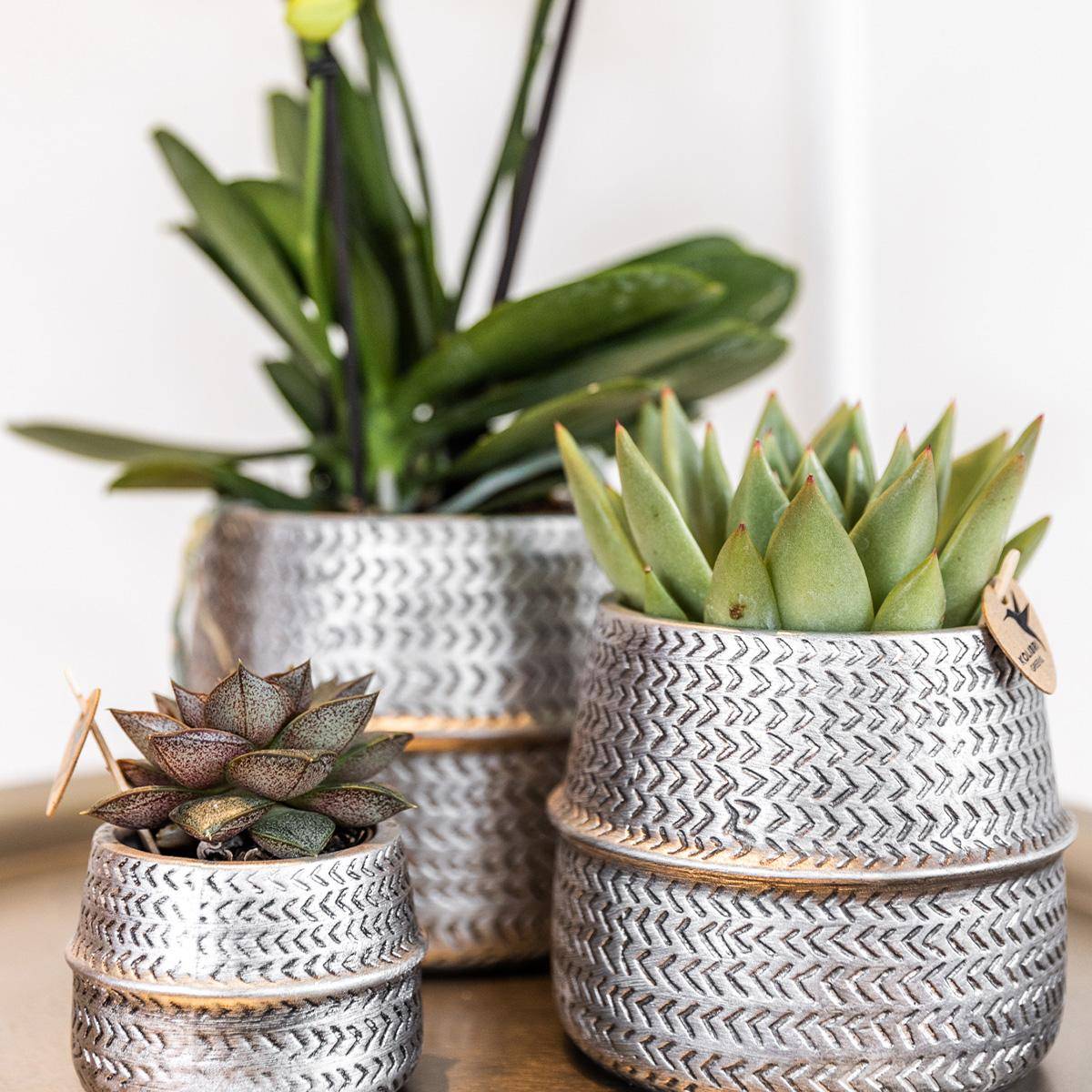 Set de 2 succulentes en cache-pots céramique rainurés argentés - Pot de 9cm - Plantes d'intérieur - Image 2