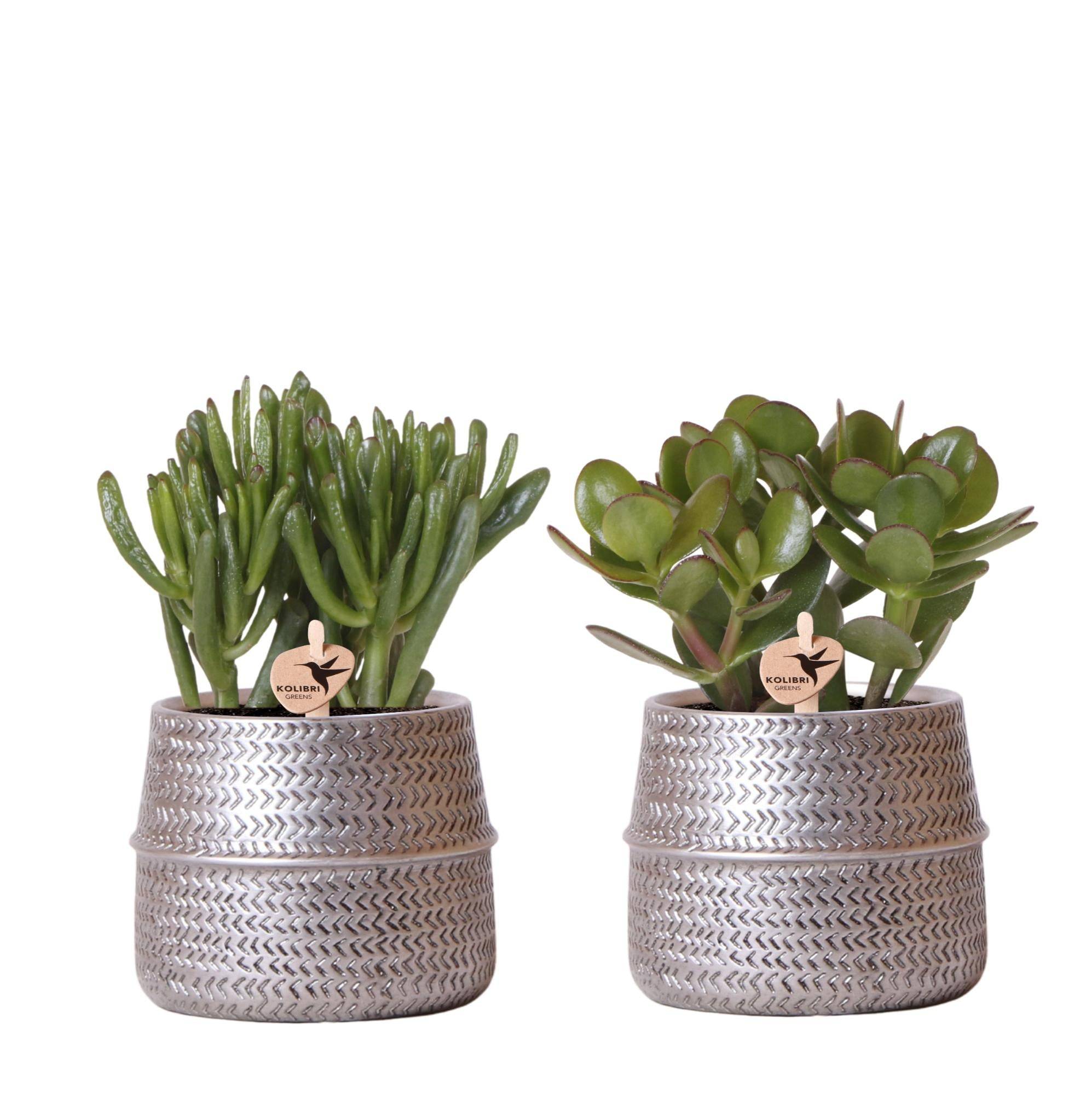 Set de 2 succulentes en cache-pots céramique rainurés argentés - Pot de 9cm - Plantes d'intérieur - Image 1