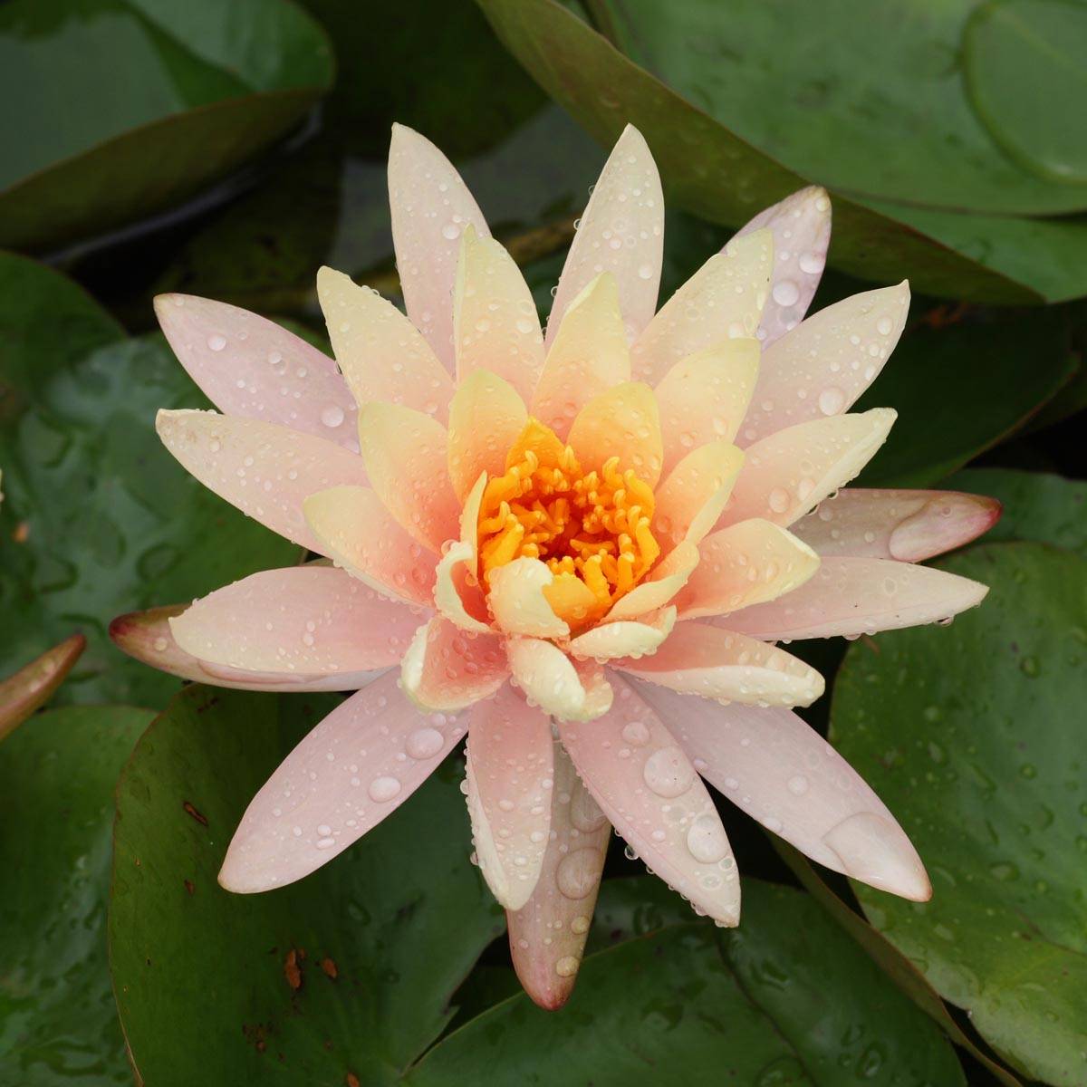 Nymphaea Aurora - Nénuphar orange Godet de 8/9 cm