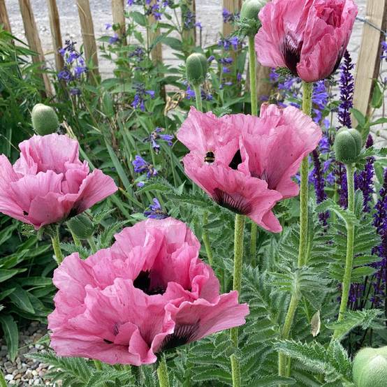 Promesse de Fleurs - Pavot d'Orient Pink Perfection - Papaver orientale Pot de 2L/3L